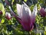 MAGNOLIA 'Royal Crown' MAGNOLIA 'Royal Crown'